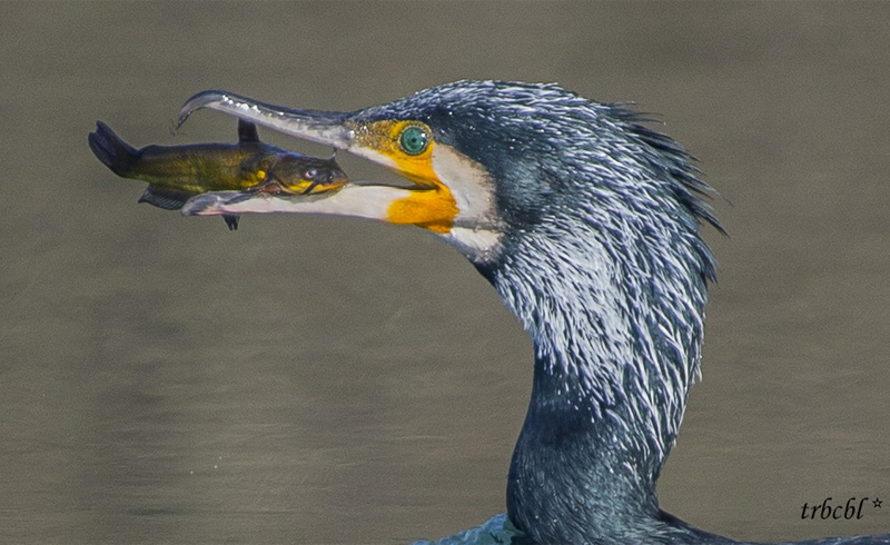 Il pasto del Cormorano